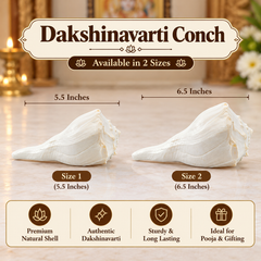 Dakshinavarti Shankh Right-Hand Conch For Watering