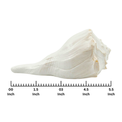 Dakshinavarti Shankh_Right-Hand Conch_For Watering