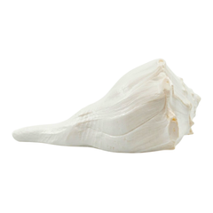 Dakshinavarti Shankh_Right-Hand Conch_For Watering