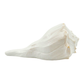 Dakshinavarti Shankh Right-Hand Conch For Watering