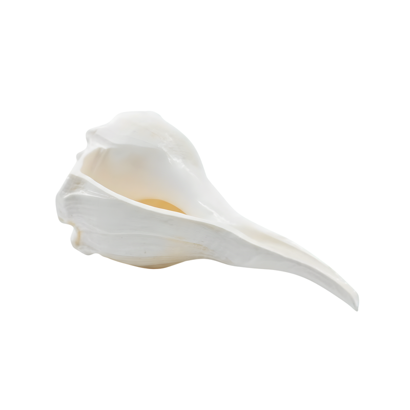 Dakshinavarti Shankh_Right-Hand Conch_For Watering