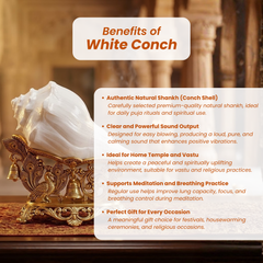 Dakshinavarti Shankh_Right-Hand Conch_For Watering