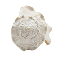 Dakshinavarti Shankh_Right-Hand Conch_For Watering
