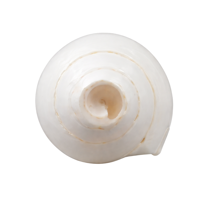 7 Inch Rameshwaram Blowing Shankh