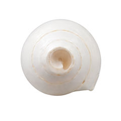 6 Inch Rameshwaram Blowing Shankh